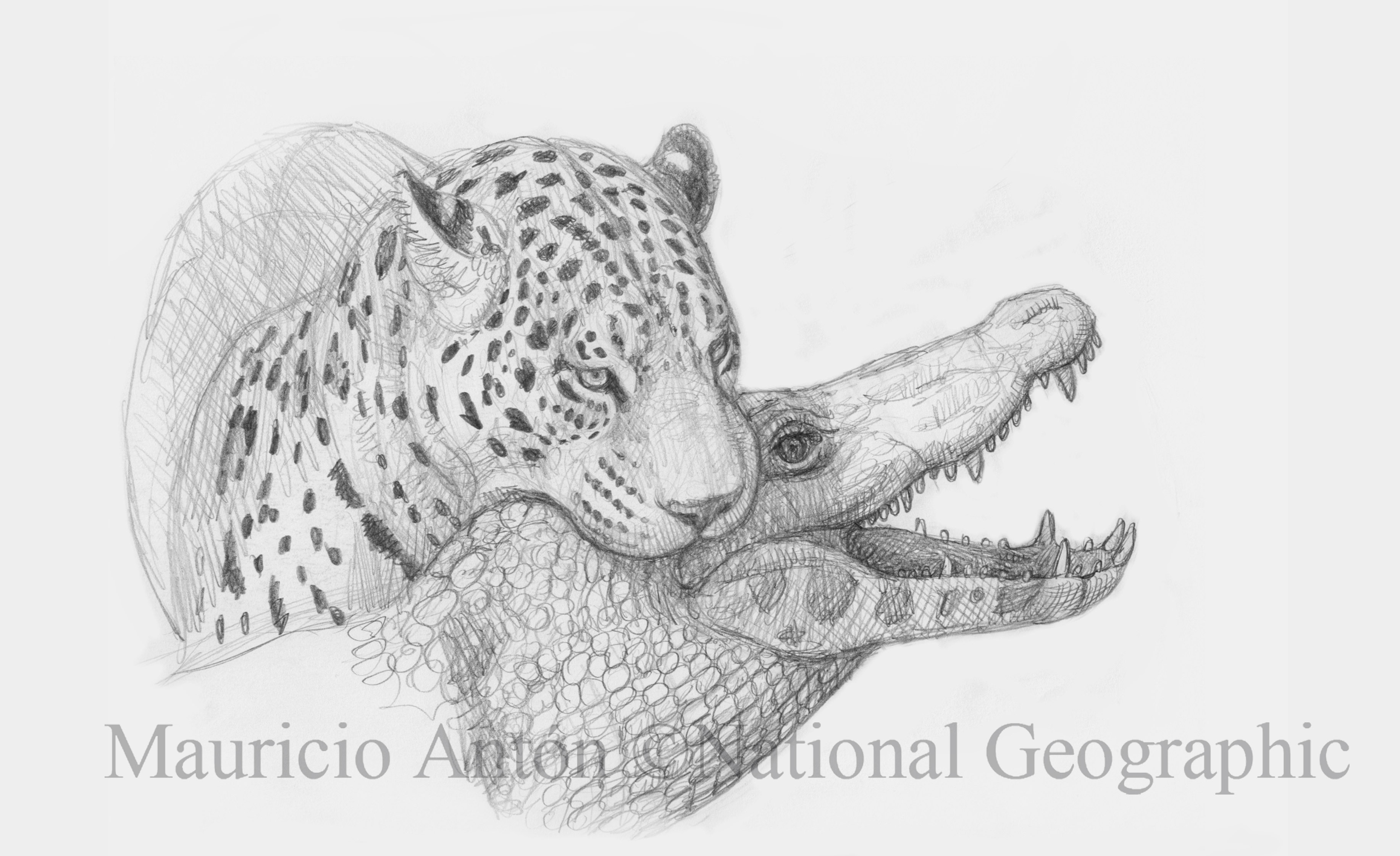3667x2242 1 Jaguar And Caiman Sketch Live Animals Chasing Sabretooths - Jaguar Sketch