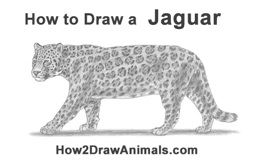 500x315 How To Draw A Jaguar - Jaguar Sketch