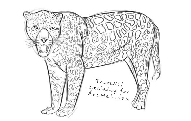650x413 How To Draw A Jaguar Step By Step - Jaguar Sketch