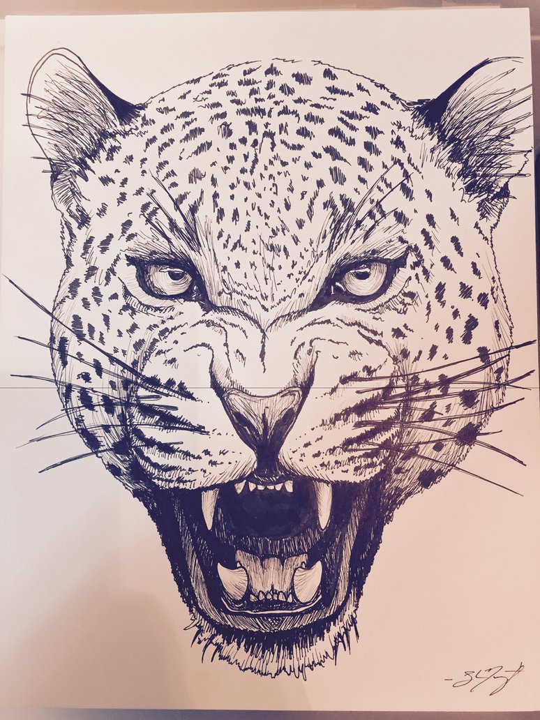 774x1032 Jaguar Sketch - Jaguar Sketch