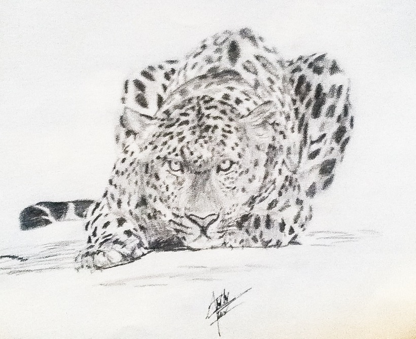 820x669 Jaguar Sketch Domestika - Jaguar Sketch