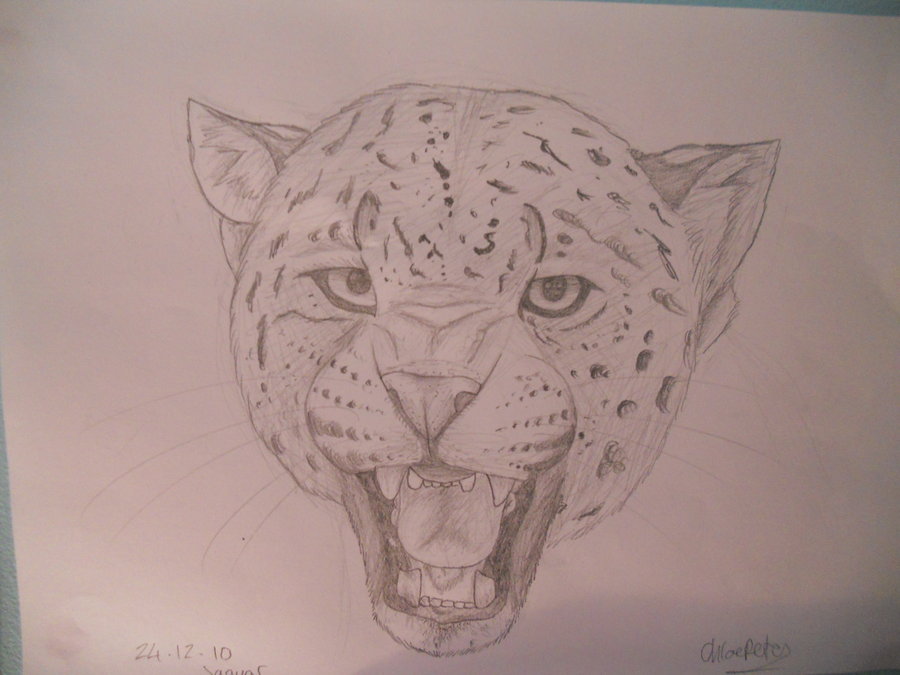 900x675 Pencil Sketch - Jaguar Sketch