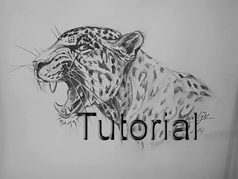 480x360 Drawing A Growling Jaguar In Graphite Pencils Easy Tutorial - Jaguar Sketch