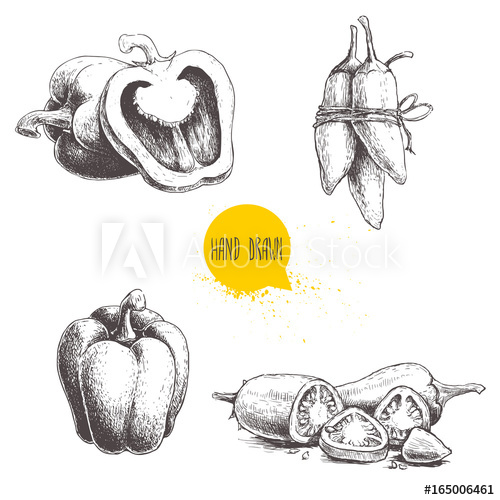 500x500 Hand Drawn Sketch Collection Of Different Types Of Pepper. Bell - Jalapeno Sketch