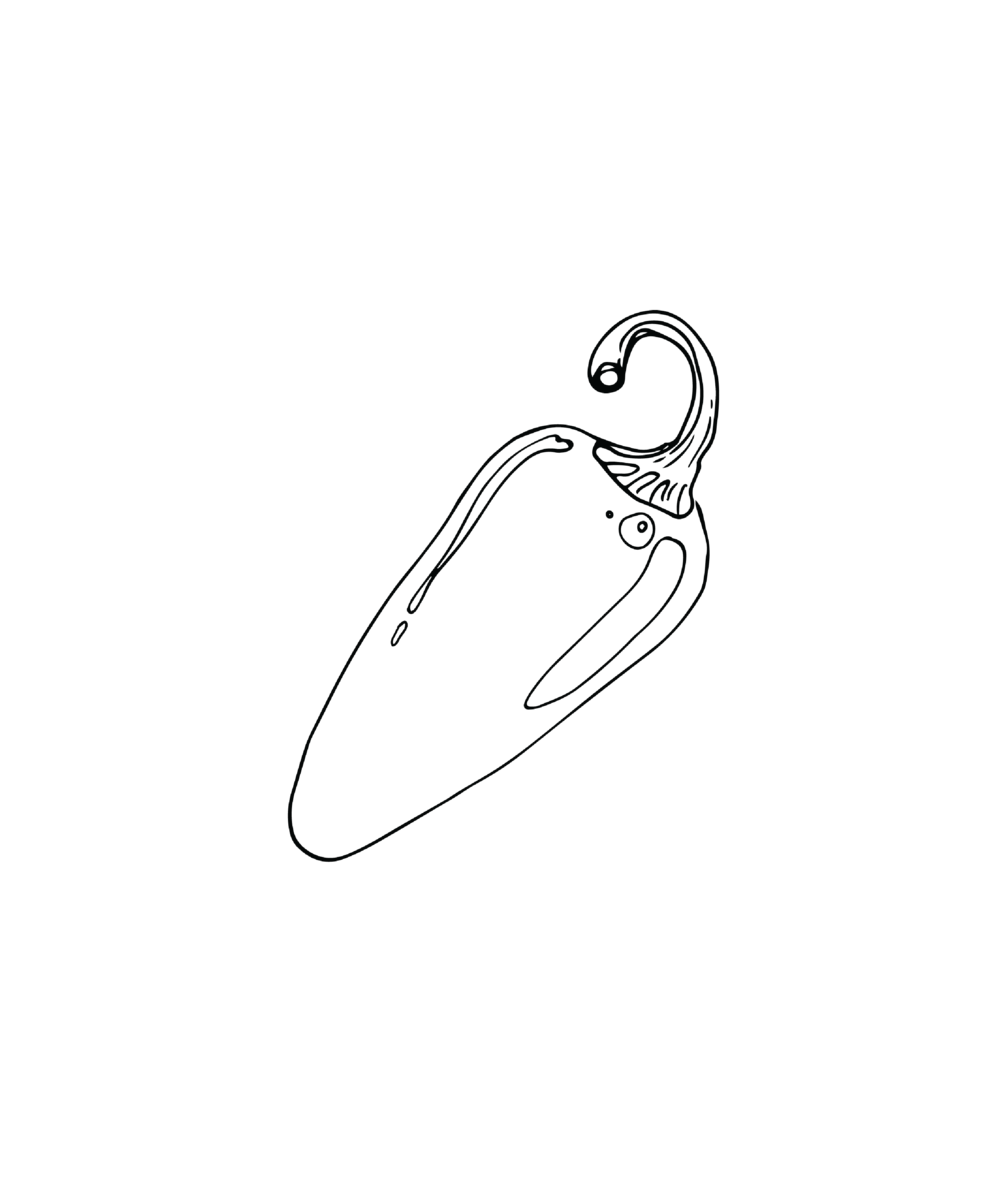 1000x1200 Jalapeno Pepper Farmbelly - Jalapeno Sketch