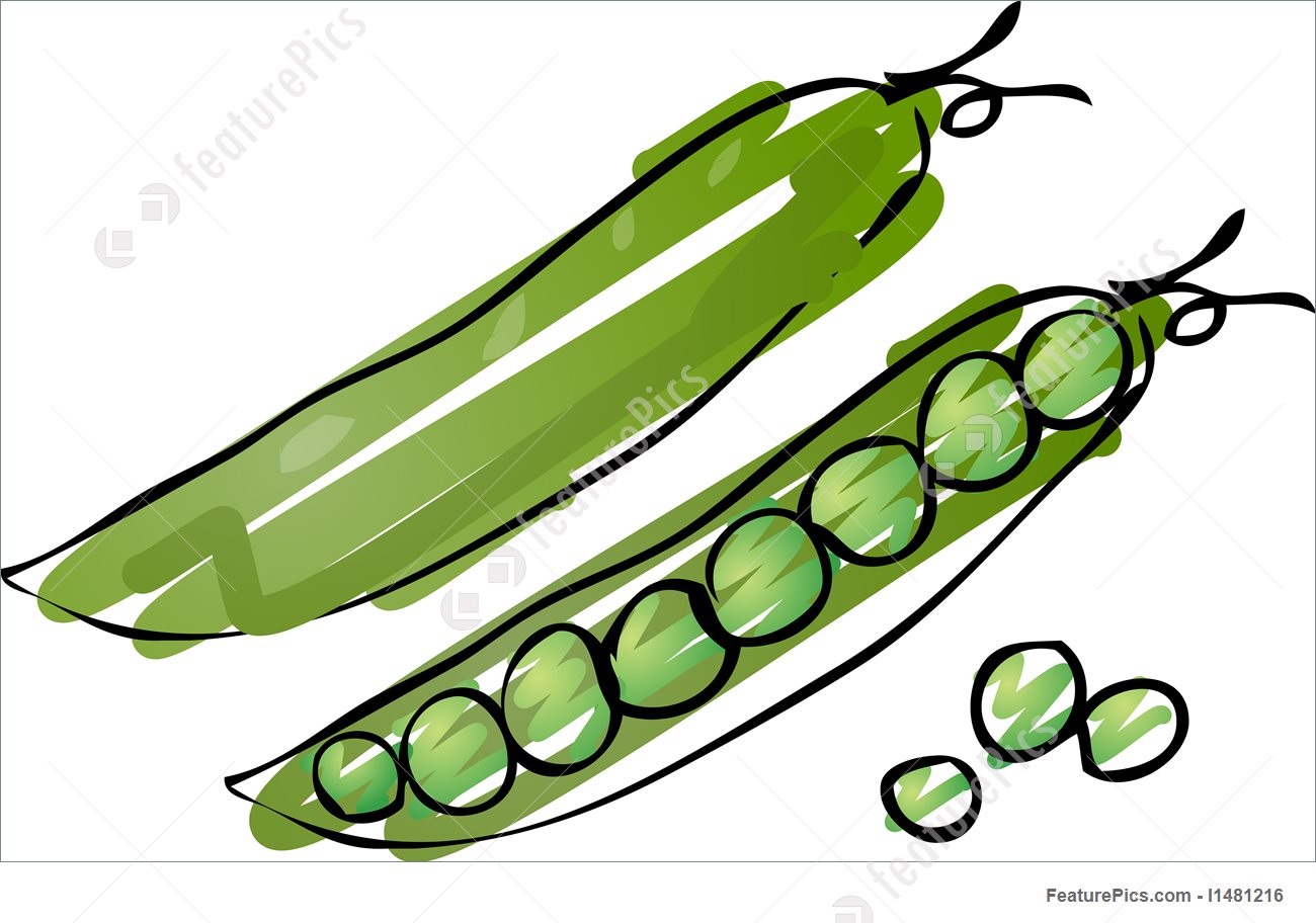 1300x912 Peas Sketch Illustration - Jalapeno Sketch