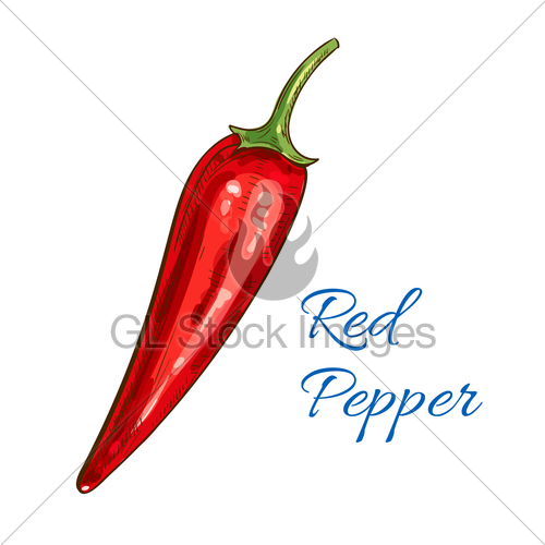 500x500 Red Pepper Vegetable Vector Isolated Sketch Icon Gl Stock Images - Jalapeno Sketch