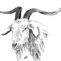 250x250 User Jalapeno Bob - Jalapeno Sketch