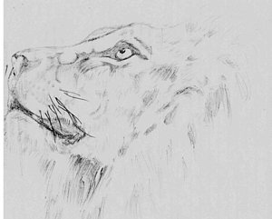 300x241 Jamaica Drawings - Jamaica Sketch