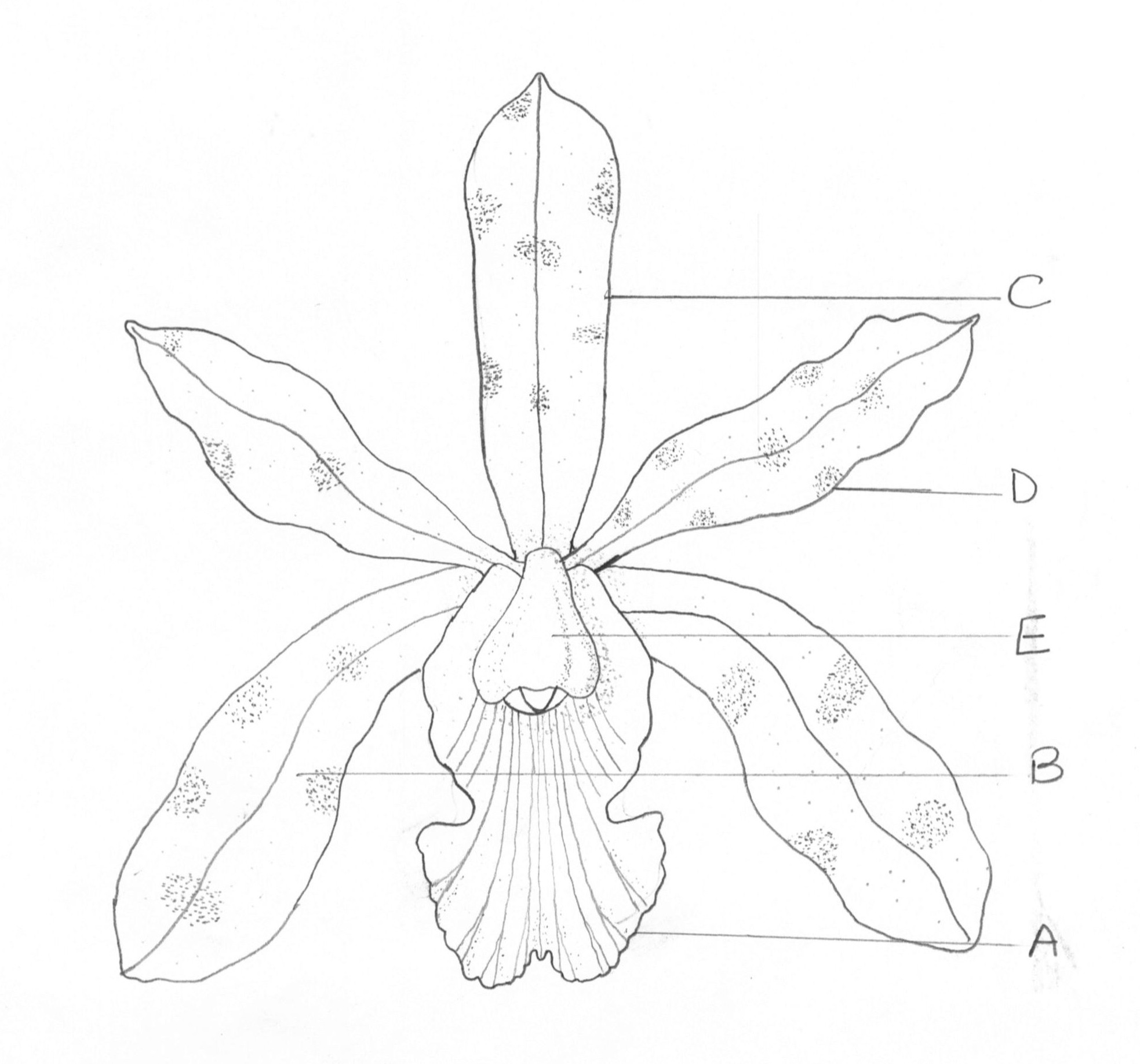 1967x1836 Jamaican Orchids Natural History Museum Of Jamaica - Jamaica Sketch