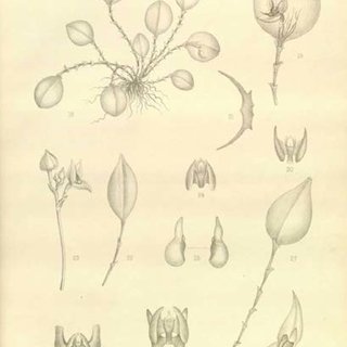 320x320 Species Of Lepanthes From Jamaica, Drawn By Miss H.a. Wood - Jamaica Sketch