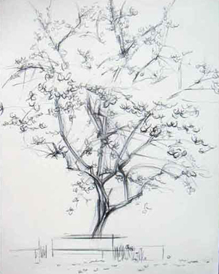 319x400 Cherry Blossom Tree Drawing Cherry Cherries - Japanese Cherry Blossom Sketch
