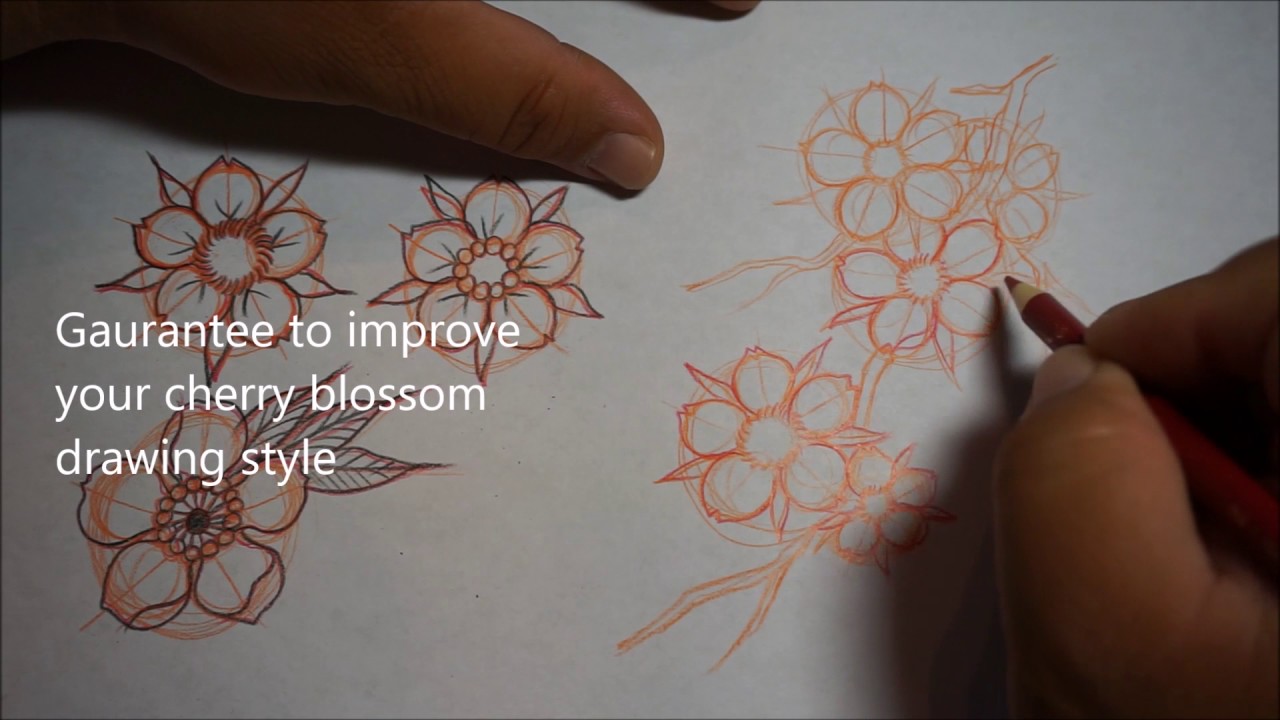 1280x720 How To Draw Japanese Cherry Blossom Course - Japanese Cherry Blossom Sketch