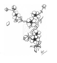 236x264 The 42 Best Cherry Blossom Tattoo Flower Outlines Images On - Japanese Cherry Blossom Sketch