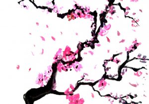 300x210 Cherry Blossoms Drawing Japanese Cherry Blossom Tree Black And - Japanese Cherry Blossom Tree Sketch