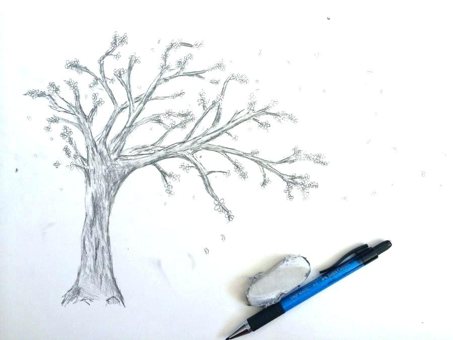 Japanese Cherry Blossom Tree Sketch at PaintingValley.com | Explore ...