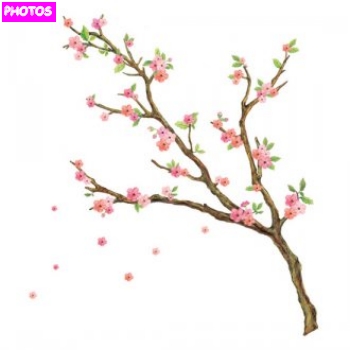 350x350 Drawn Cherry Blossom Sakura Tree - Japanese Cherry Blossom Tree Sketch