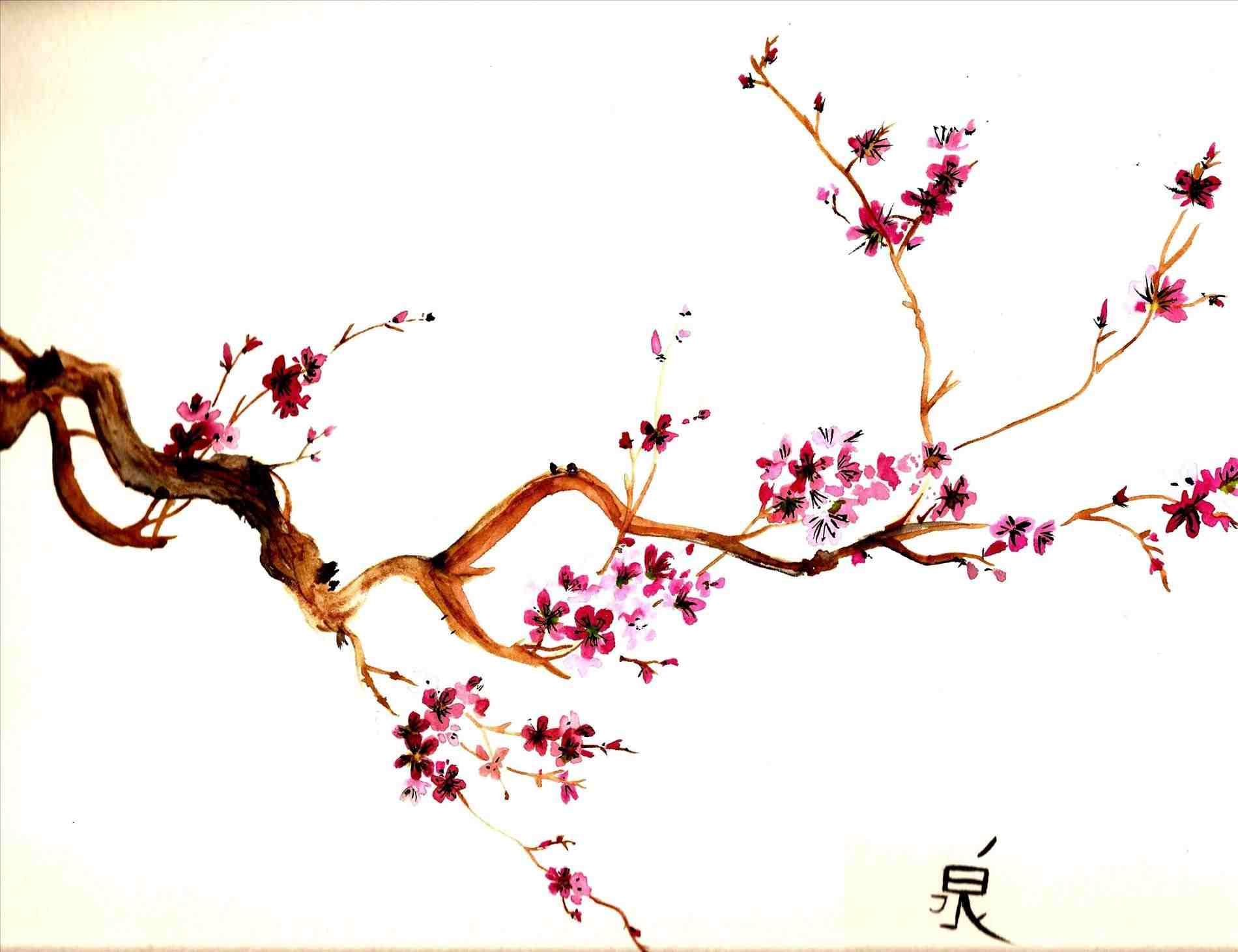 1900x1461 Japanese Cherry Blossom Sketch Pictures Cherry Trees Japanese - Japanese Cherry Blossom Tree Sketch