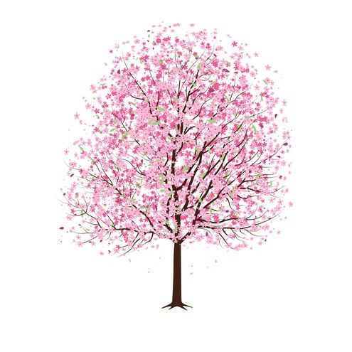 495x495 Pink Cherry Blossom Tree Vector Pretty Pictures - Japanese Cherry Blossom Tree Sketch