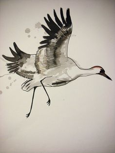 Japanese Crane Sketch
