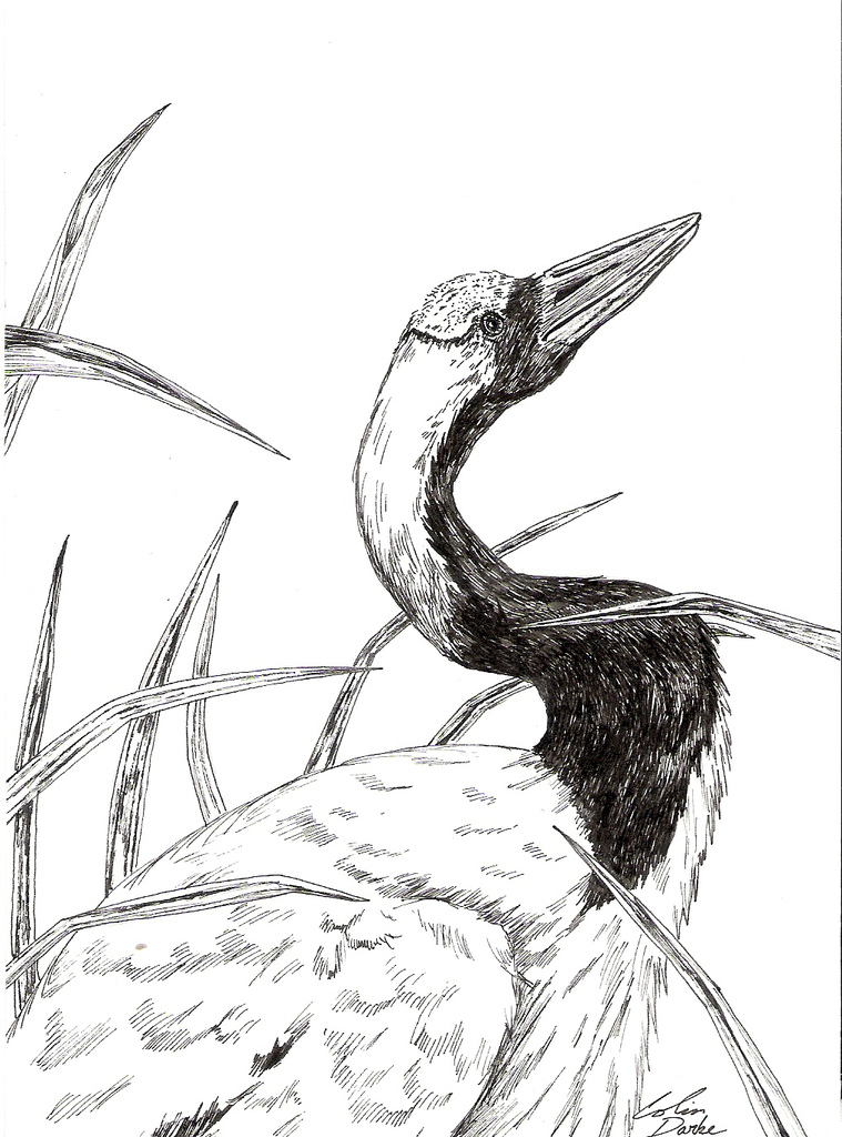 759x1024 Japanese Crane 2 5 X 7 Pen And Ink Drawing Of A Japanese - Japanese Crane Sketch