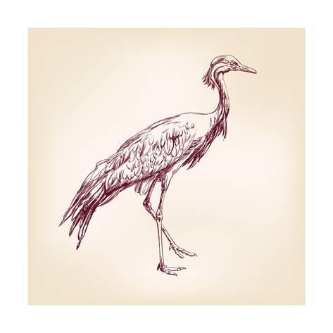 473x473 Japanese Crane Hand Drawn Vector Llustration Realistic Sketch - Japanese Crane Sketch