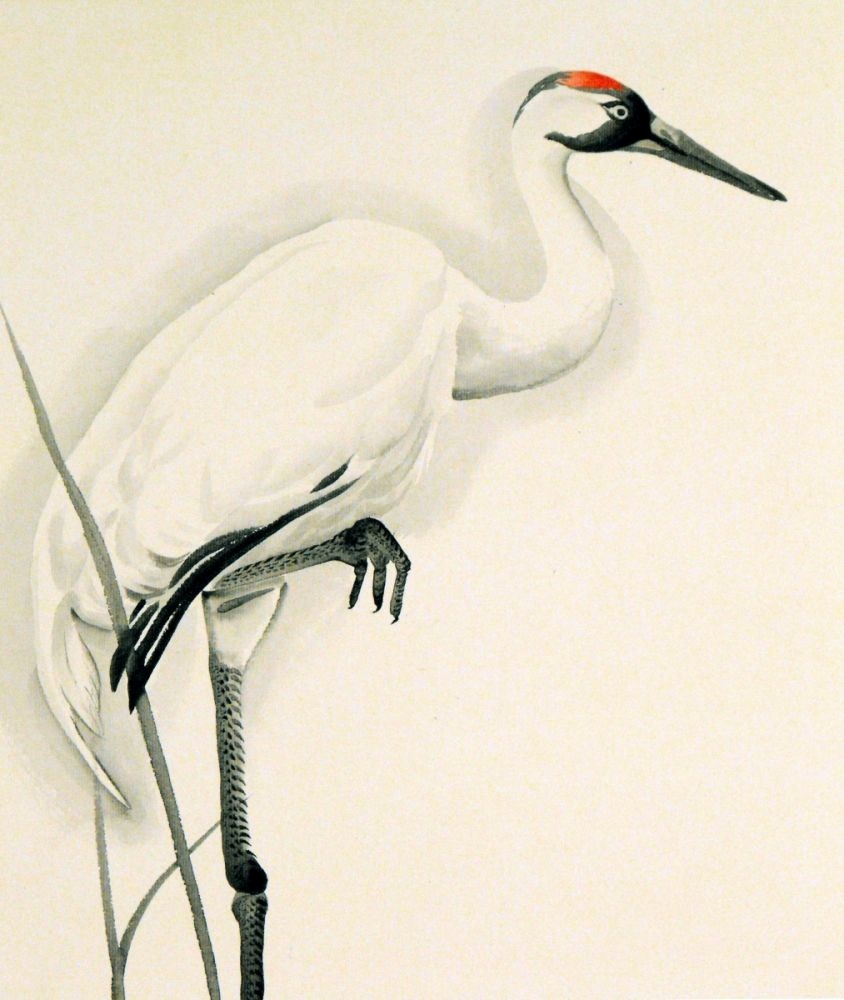 Japanese Crane Sketch At Explore Collection Of