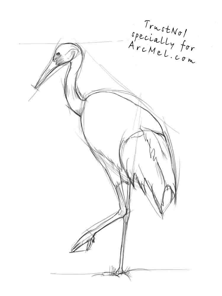 750x1000 Crane Bird Drawings - Japanese Crane Sketch