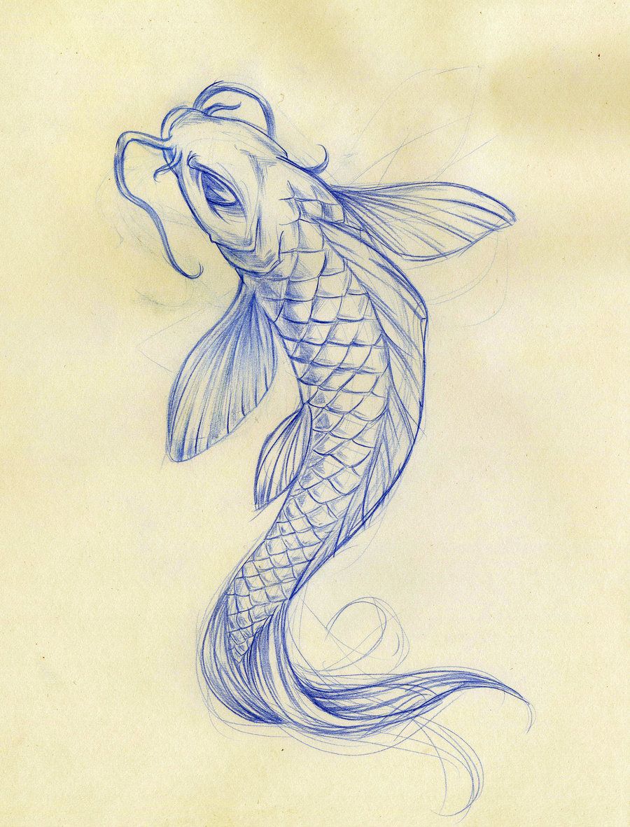 900x1181 Koi Fish Drawings Koi Fish Sketch By Daeo Traditional Art - Japanese Fish Sketch