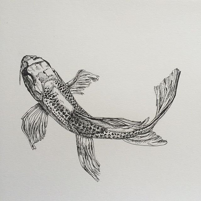640x640 Collection Of Koi Fish Drawing Art - Japanese Fish Sketch