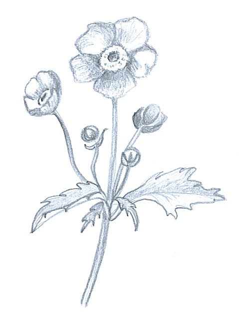 483x637 Flower Sketches - Japanese Flower Sketch