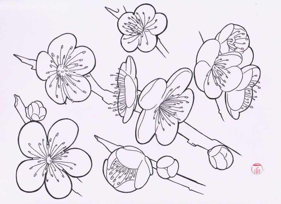 900x654 Japanese Sakura Drawing Easy Japanese Flowers Drawings Sakura - Japanese Flower Sketch