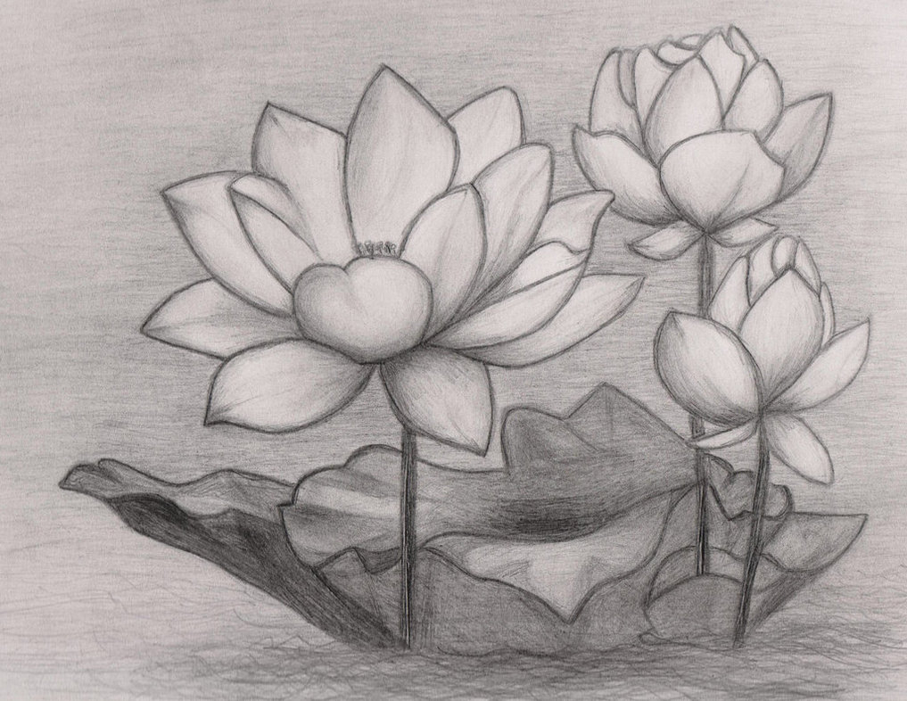 1017x786 Lotus Flower Drawing Sketch Japanese Lotus Flower Drawing - Japanese Flower Sketch