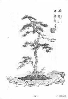 236x344 14 Hophudat Cho Bonsai - Japanese Tree Sketch