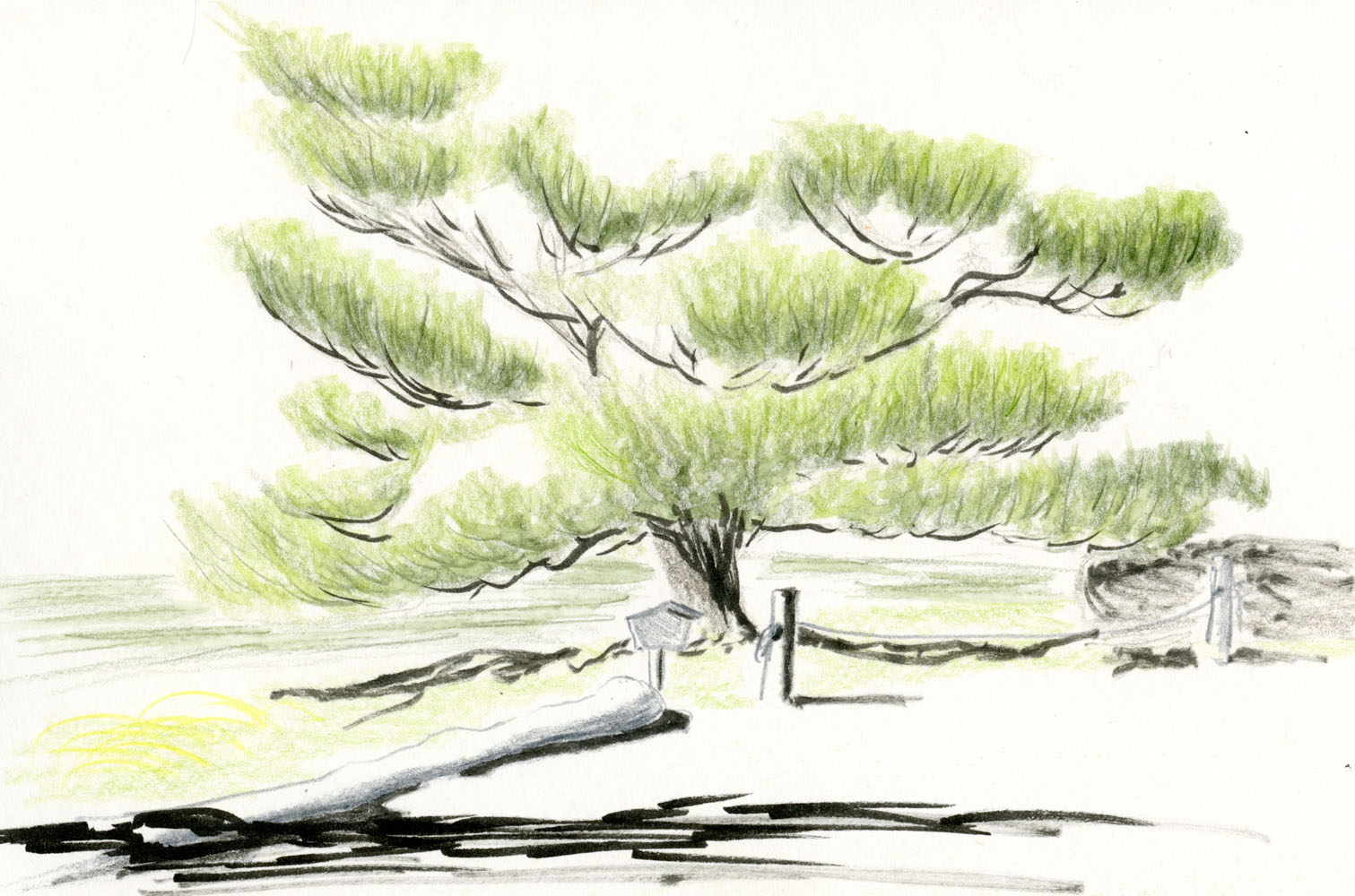 1511x1000 Fueled By Clouds Amp Coffee Not Quite Peak Experience - Japanese Tree Sketch