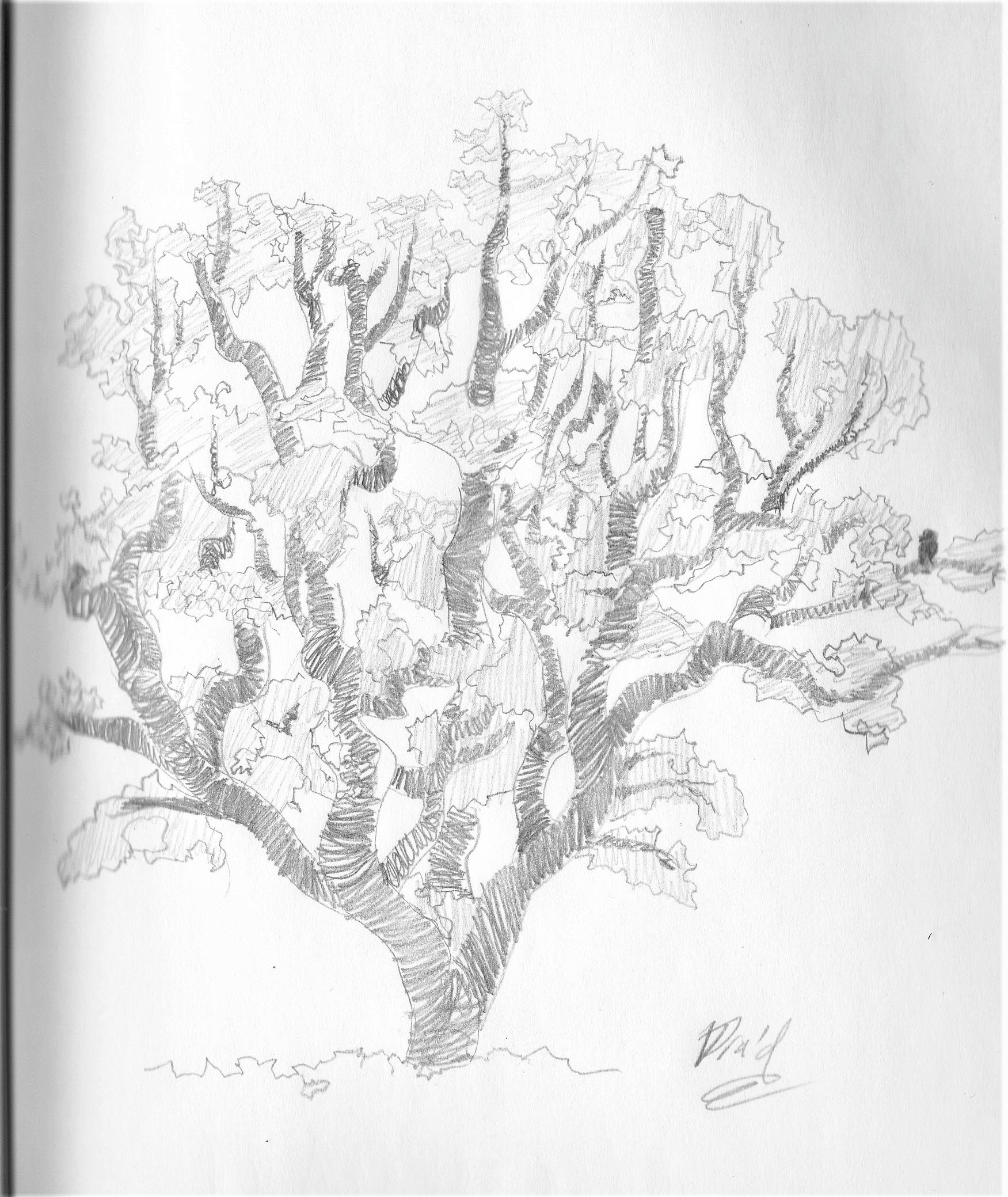 Japanese Tree Sketch at Explore collection of