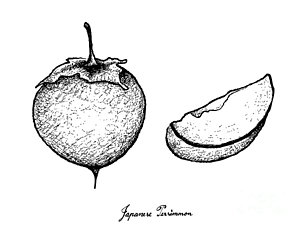 300x225 Japanese Tree Drawings - Japanese Tree Sketch