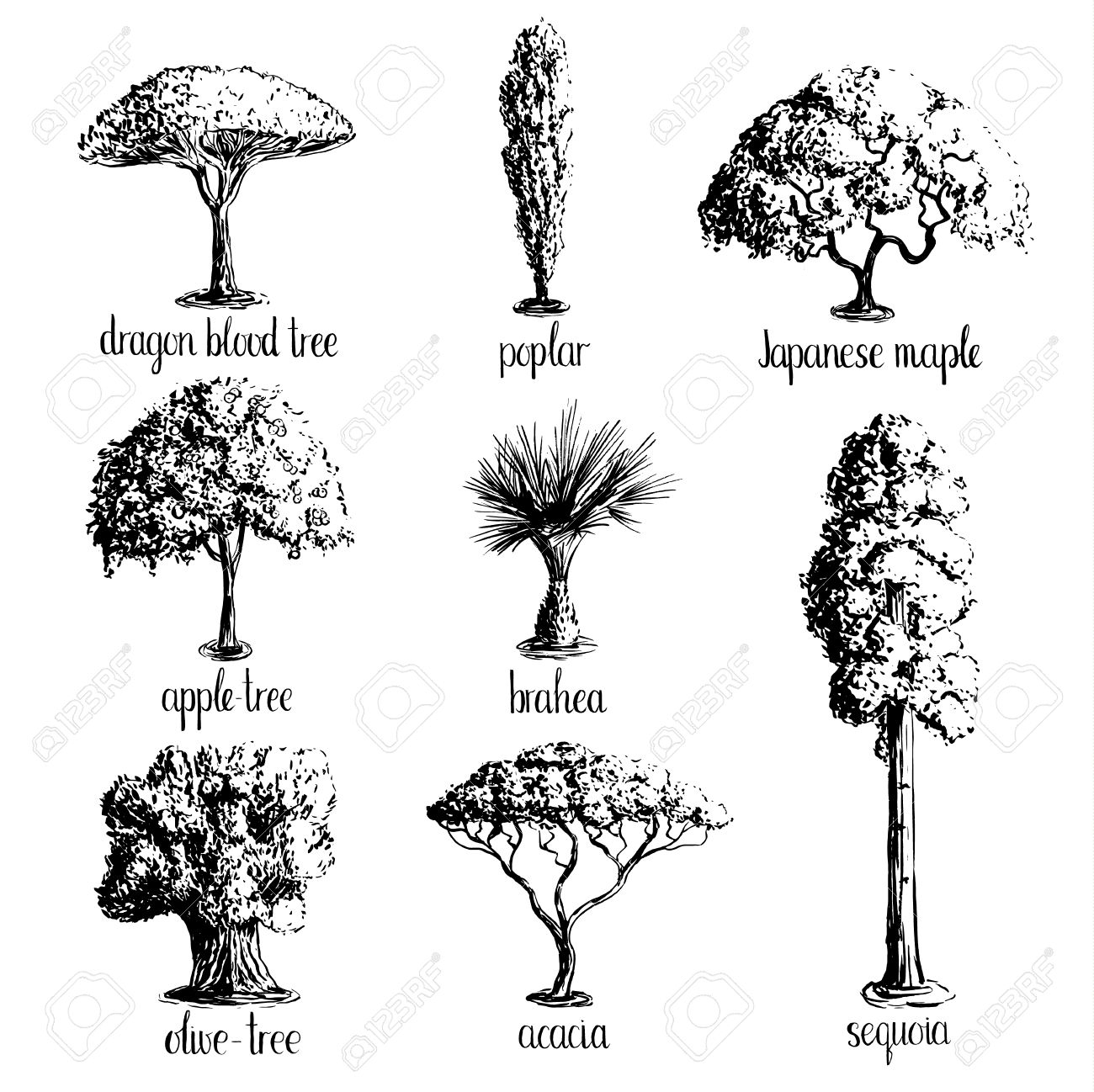 1300x1298 Tree Sketches Black And White Set Of Hand Drawn Tree Sketches - Japanese Tree Sketch