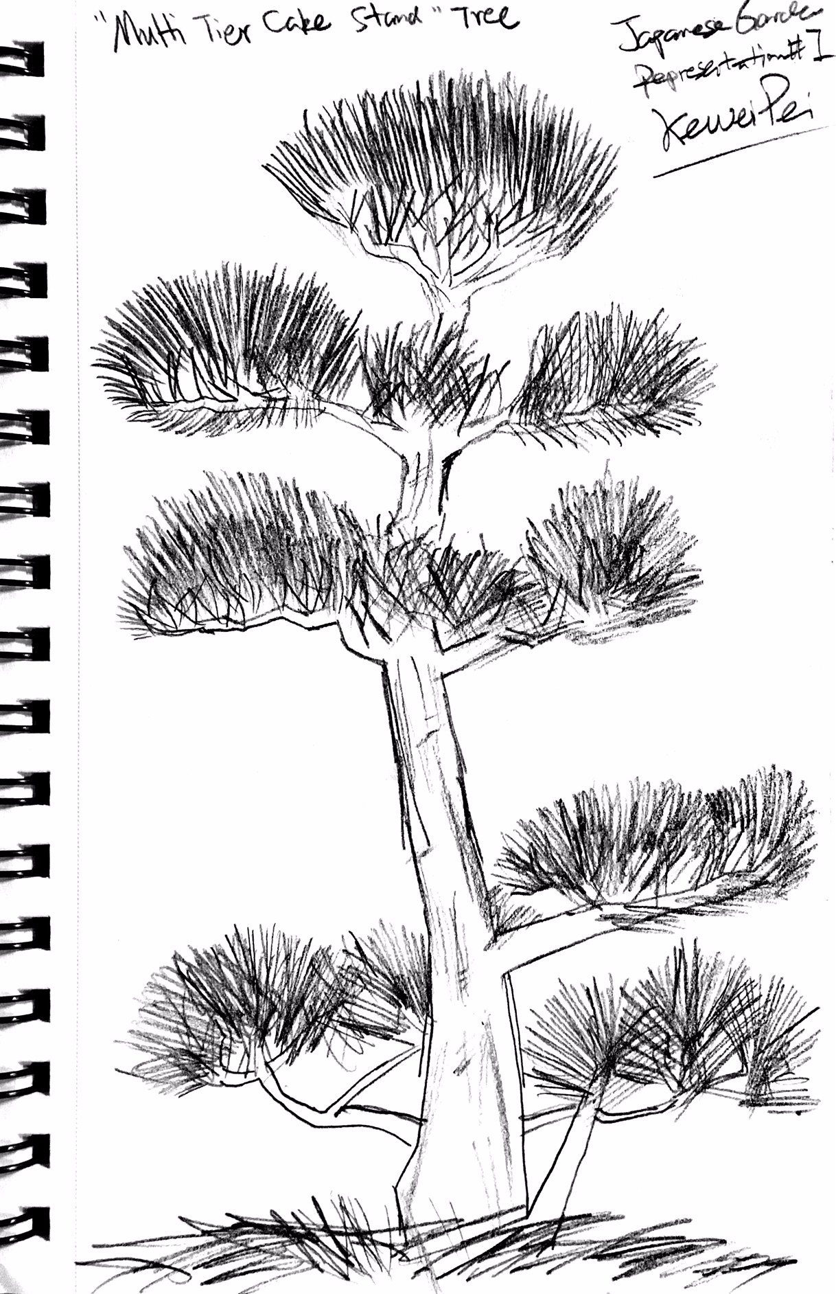 1218x1884 Wk7 Activity Sketching In The Garden Kewei Pei Medium - Japanese Tree Sketch