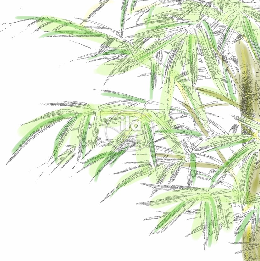 827x830 Bamboo Japanese Tree Variegated - Japanese Tree Sketch
