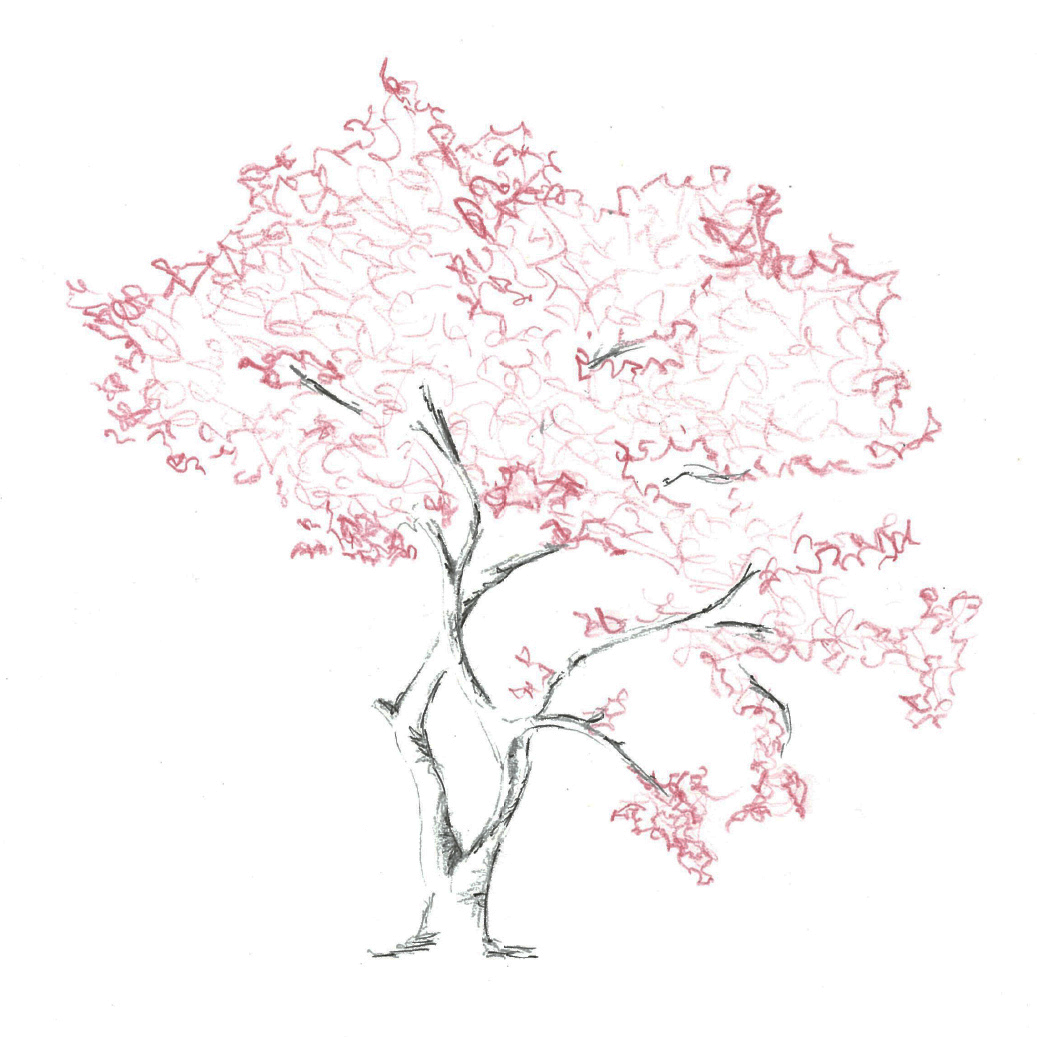 Japanese Tree Sketch at Explore collection of