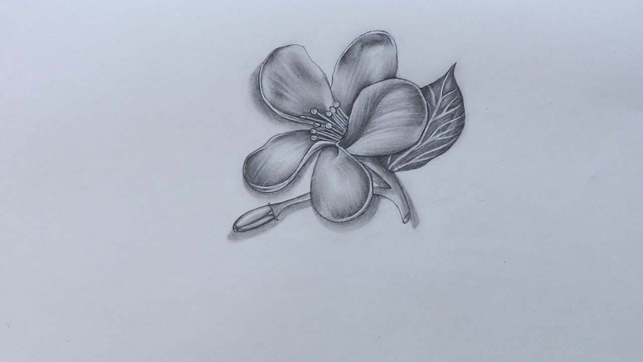 1280x720 How To Sketch Jasmine Flower - Jasmine Flower Sketch