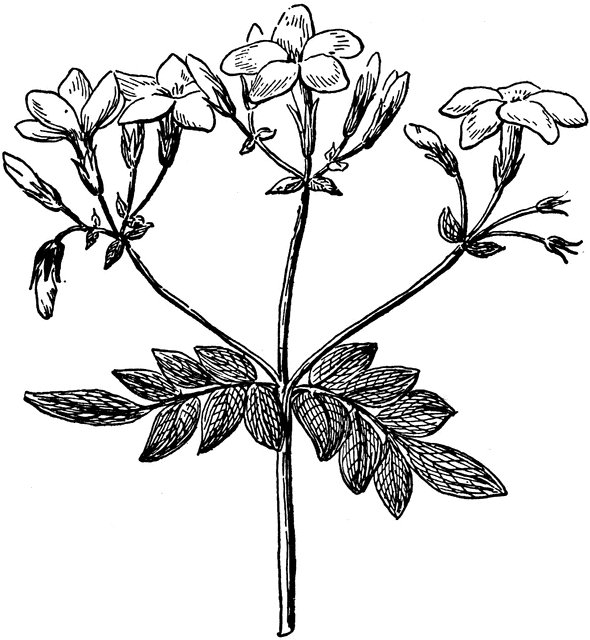 590x640 Jasmine Flower Clip Art Clipart Panda - Jasmine Flower Sketch