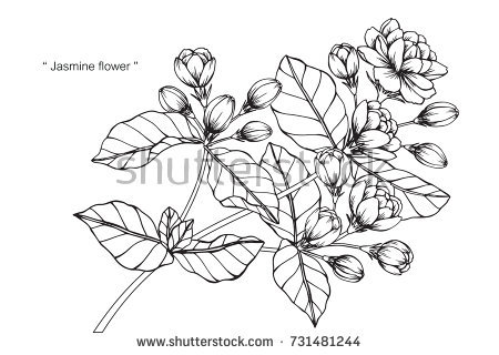 450x320 Collection Of Jasmine Flower Drawing Black And White High - Jasmine Flower Sketch