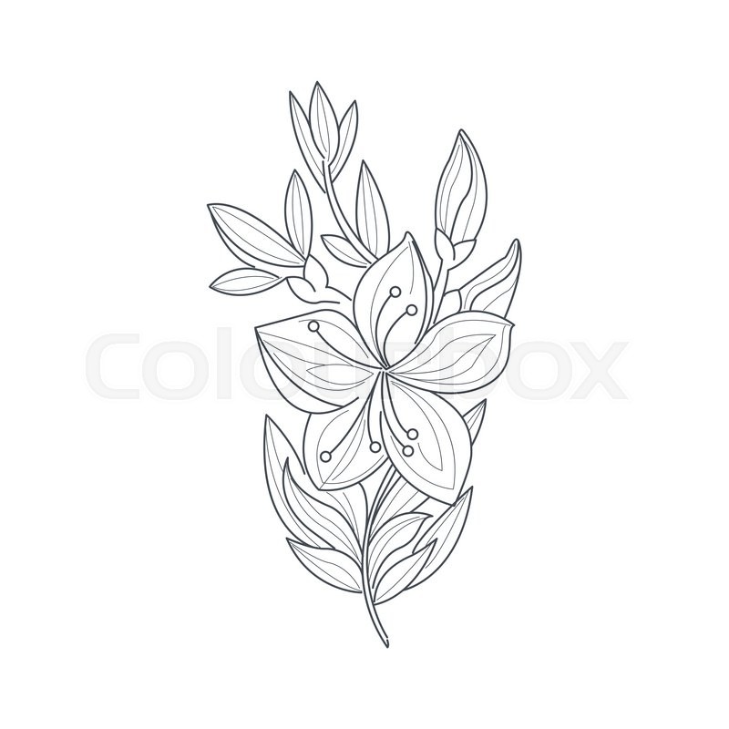 800x800 Jasmine Flower Monochrome Drawing For Coloring Book Hand Drawn - Jasmine Flower Sketch