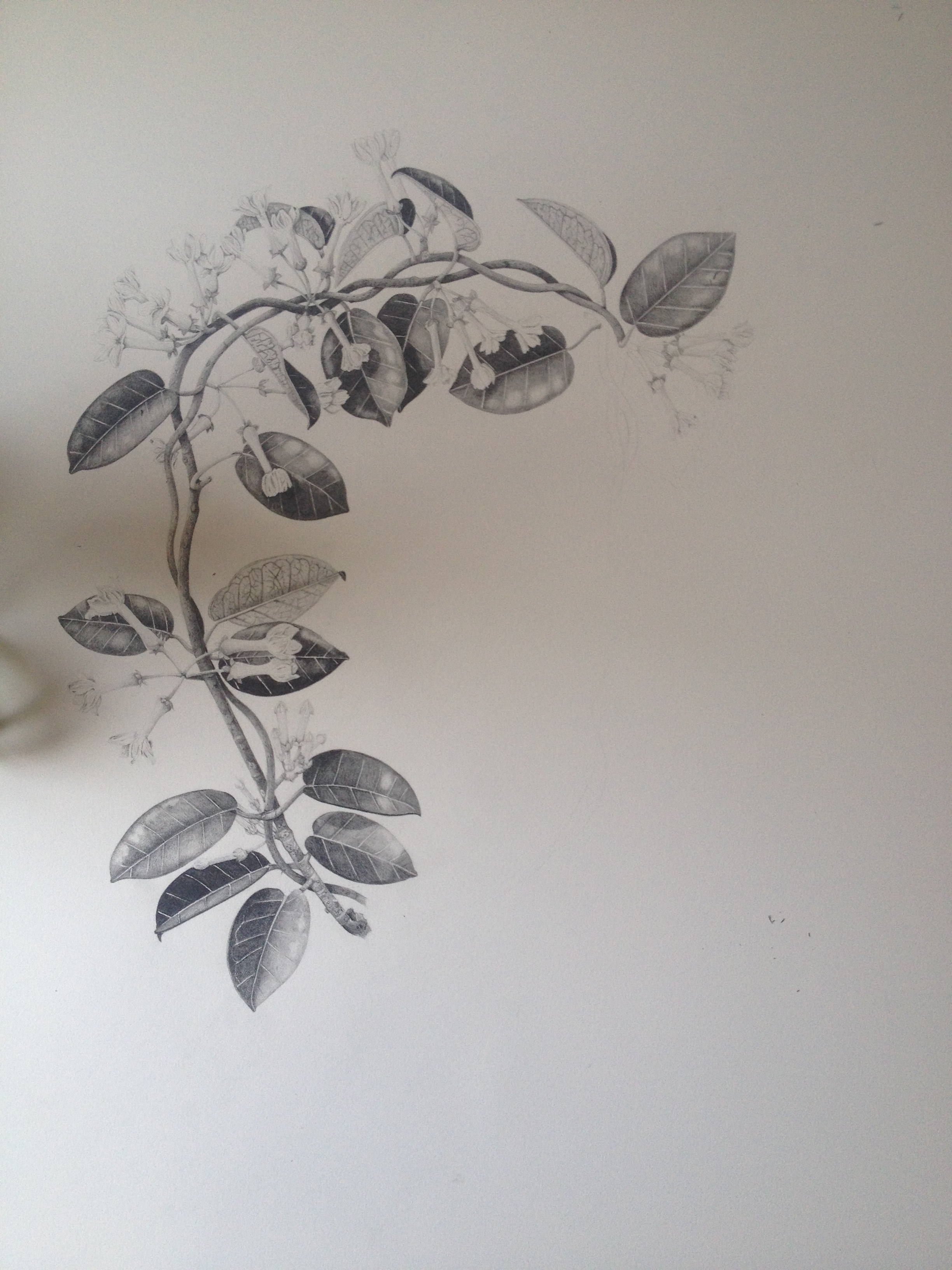 2448x3264 Jasmine Flower Picture Drawing - Jasmine Flower Sketch