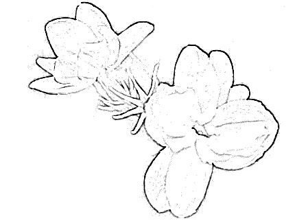 430x325 Jasmine Flower Sketch - Jasmine Flower Sketch