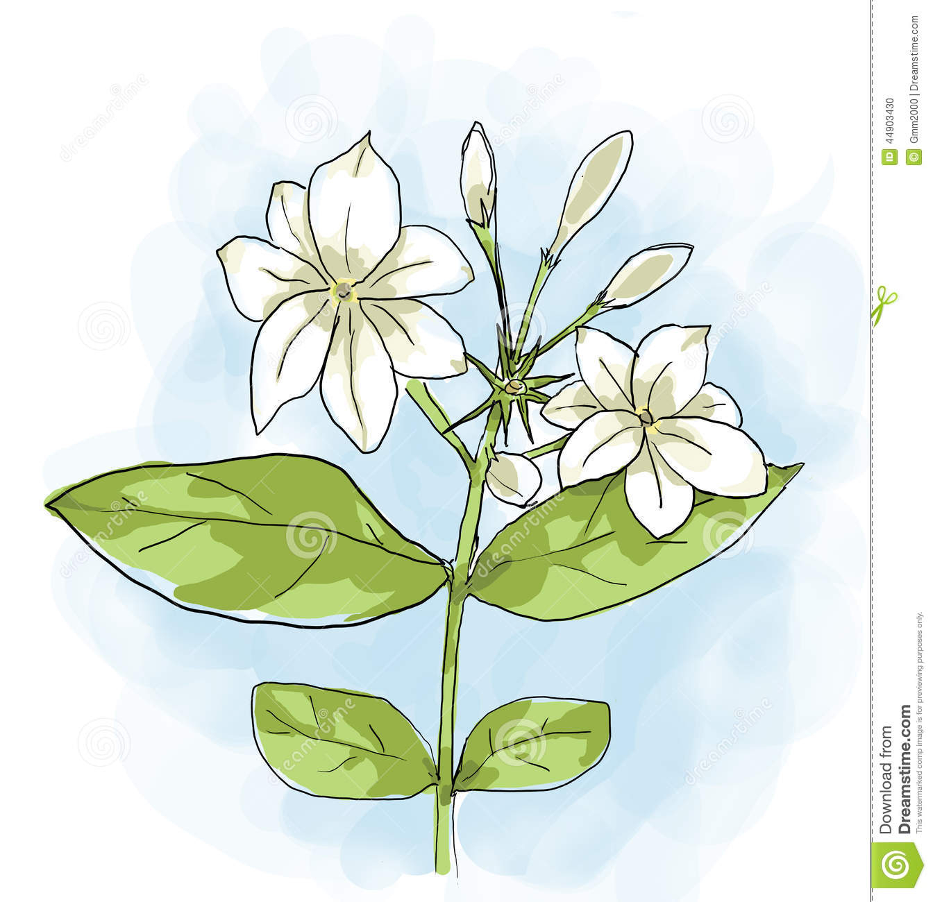 Jasmine Flower Sketch at Explore collection of