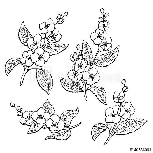 500x500 Jasmine Flower Graphic Black White Isolated Sketch Illustration - Jasmine Flower Sketch
