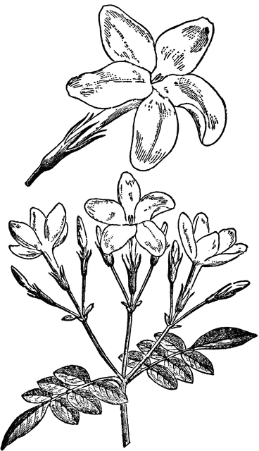 368x640 Mayflower Clipart Jasmine Flower ~ Frames ~ Illustrations ~ Hd - Jasmine Flower Sketch